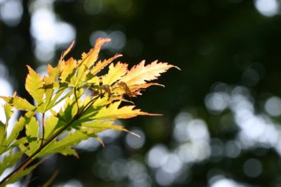 细杆杆三寸长,一头有毛一头光,每天早晚洗个澡,大家学它保健康《打一个生活物品》