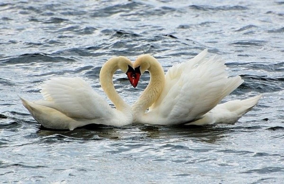 断腿美女 《九画单字》