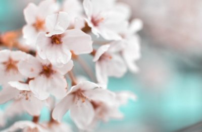 派人边关送药膏 《成语_卷帘格》