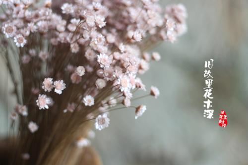 小姑娘,夜纳凉,带灯笼,闪闪亮《打一个动物》